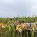 Panen Jagung di Desa Petai, Polsek Singingi Hilir Dukung Swasembada Pangan