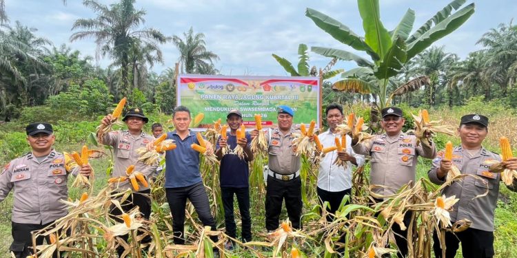 Panen Jagung Raya Kuartal III, Polsek Bukit Kapur Polres Dumai Dukung Ketahanan Pangan di Kota Dumai