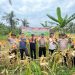 Panen Jagung Raya Kuartal III, Polsek Bukit Kapur Polres Dumai Dukung Ketahanan Pangan di Kota Dumai