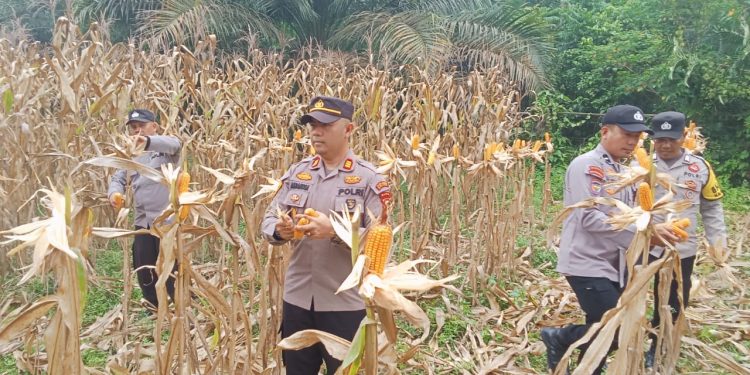 Panen Raya Jagung di Desa Aur Duri, Polsek Kuantan Mudik Dukung Swasembada Pangan 2026