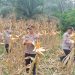 Panen Raya Jagung di Desa Aur Duri, Polsek Kuantan Mudik Dukung Swasembada Pangan 2026