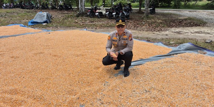 KAPOLSEK KURAS TINJAU LANGSUNG PEMIPILAN JAGUNG, HASIL PANEN 3,9 TON DARI LAHAN 10 HA SIALANG INDAH