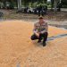 KAPOLSEK KURAS TINJAU LANGSUNG PEMIPILAN JAGUNG, HASIL PANEN 3,9 TON DARI LAHAN 10 HA SIALANG INDAH