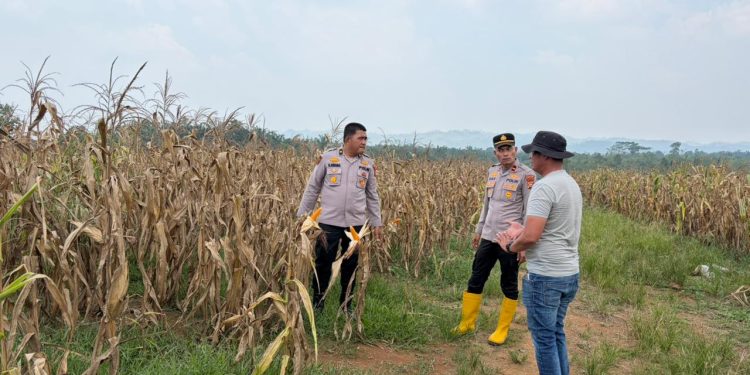 Jelang Panen, Polres Rohul Cek Kesiapan Jagung 6 Hektare Dukung Ketahanan Pangan Nasional