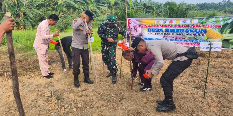 Dukung Swasembada Pangan 2026, Polres Kuansing Bersama Kelompok Tani Tanam Jagung di Lahan 1 Hektare