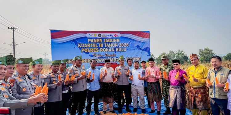 Polres Rokan Hulu Panen Jagung, Perkuat Program Swasembada Pangan Nasional