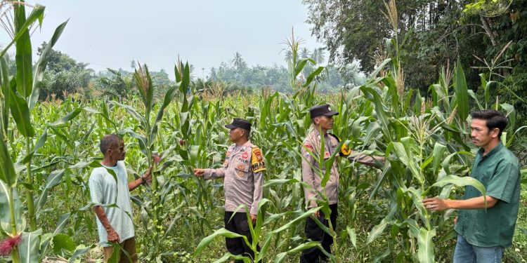 Polsek Kuantan Mudik Cek Tanaman Jagung Pipil, Dukung Swasembada Pangan 2026