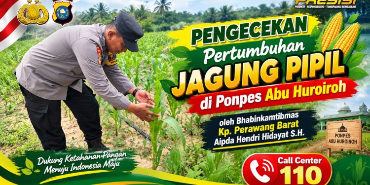 Pastikan Pertumbuhan Optimal, Bhabinkamtibmas Polsek Tualang Cek Tanaman Jagung Pipil Usia 30 Hari