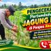 Pastikan Pertumbuhan Optimal, Bhabinkamtibmas Polsek Tualang Cek Tanaman Jagung Pipil Usia 30 Hari