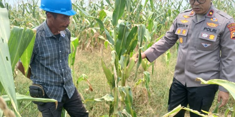 Ketahanan Pangan. Pertumbuhan Jagung Pipil Merata di PT.SIR, Kapolsek Tualang Pastikan Kesiapan Menuju Panen