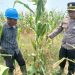 Ketahanan Pangan. Pertumbuhan Jagung Pipil Merata di PT.SIR, Kapolsek Tualang Pastikan Kesiapan Menuju Panen