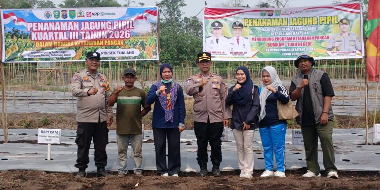 Perkuat Ketahanan Pangan, Kapolsek Tualang Bersama Stakeholder Tanam Jagung Kuartal III