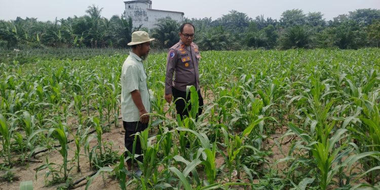 Bukan Sekadar Tanam, Kapolsek Tualang Turun Langsung Pastikan Jagung Pipil Tumbuh Optimal di Ponpes Abu Huroiroh