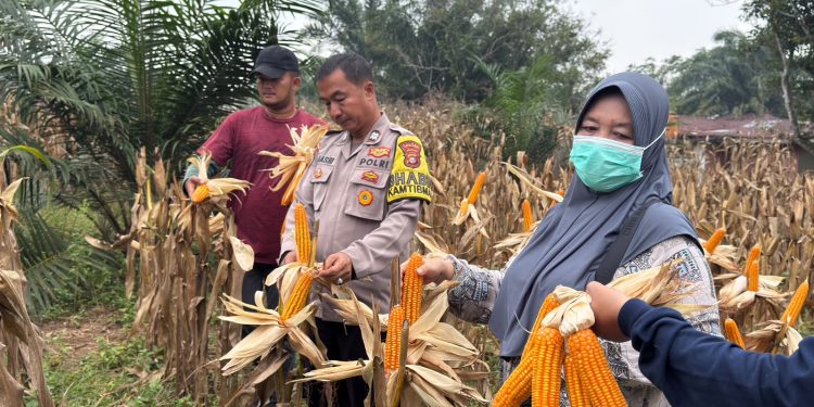 Polsek Kuantan Tengah Dukung Panen Jagung Pipil BUMDes Semangat Maju, Hasilkan 3,5 Ton