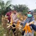 Polsek Kuantan Tengah Dukung Panen Jagung Pipil BUMDes Semangat Maju, Hasilkan 3,5 Ton