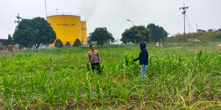 Kondisi cuaca Panas, Kapolsek Tualang Pantau dan optimalkan perawatan tanaman jagung dukung Ketapang