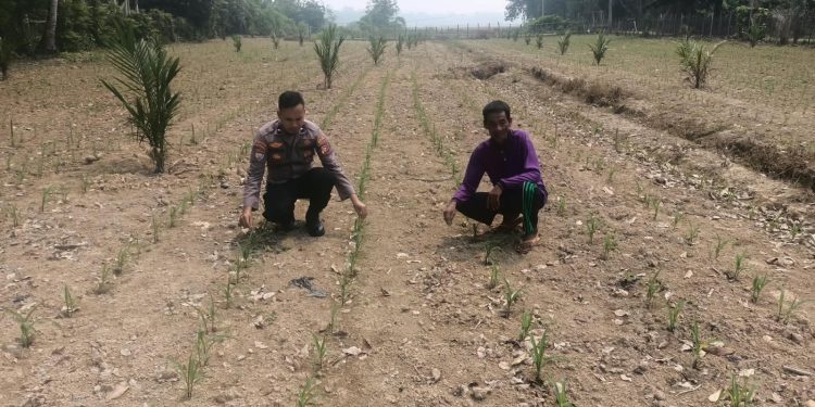 Polsek Kuantan Mudik Cek Tanaman Jagung Pipil Dukung Swasembada Pangan 2026