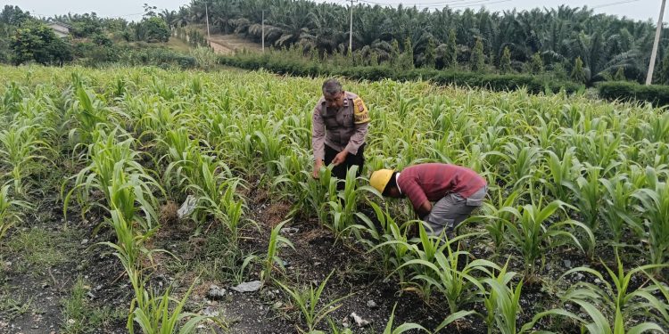 Cuaca Panas Tak Menyurutkan Semangat Bhabinkamtibmas, Ketapang Jagung di PT AIP Terus Dipantau