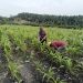 Cuaca Panas Tak Menyurutkan Semangat Bhabinkamtibmas, Ketapang Jagung di PT AIP Terus Dipantau