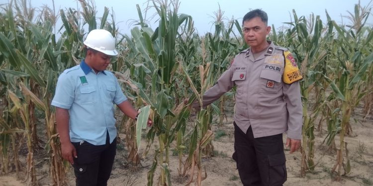 Jaga Ketahanan Pangan, Bhabinkamtibmas Gaspol Siram dan Pupuk Jagung Usia 85 Hari