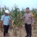 Jaga Ketahanan Pangan, Bhabinkamtibmas Gaspol Siram dan Pupuk Jagung Usia 85 Hari