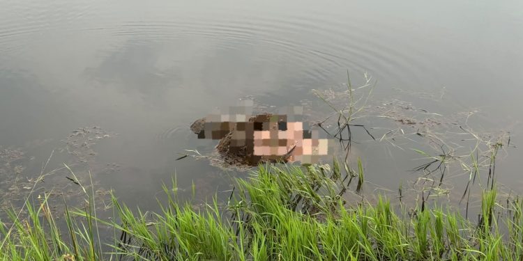 Polsek Singingi Tangani Penemuan Pria Meninggal di Rawa Desa Kebun Lado