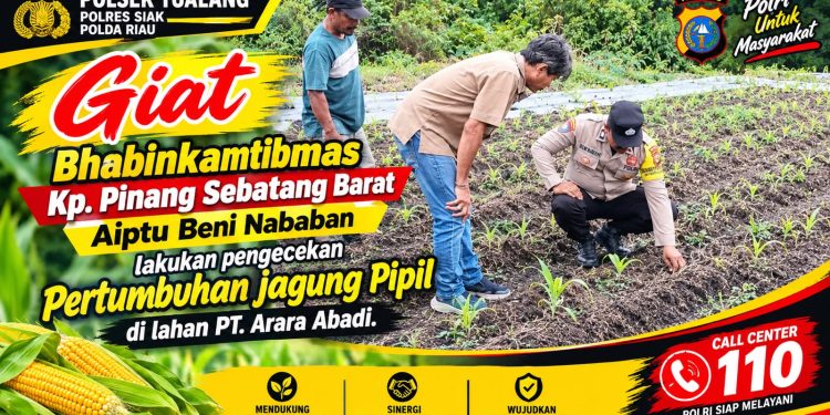 Polsek Tualang Pantau Jagung Pipil Usia 15 Hari di Lahan PT Arara Abadi, Dukung Ketahanan Pangan
