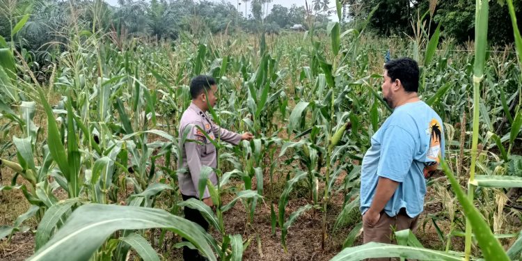 Polres Kuansing Cek Tanaman Jagung di Banjar Guntung, Dukung Swasembada Pangan 2026