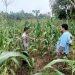 Polres Kuansing Cek Tanaman Jagung di Banjar Guntung, Dukung Swasembada Pangan 2026