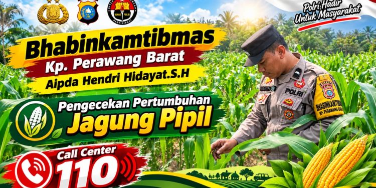 Usia 50 Hari, Jagung Pipil di Ponpes Abu Huroiroh Tumbuh Subur, Polsek Tualang Terus Kawal Ketahanan Pangan