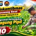 Usia 50 Hari, Jagung Pipil di Ponpes Abu Huroiroh Tumbuh Subur, Polsek Tualang Terus Kawal Ketahanan Pangan
