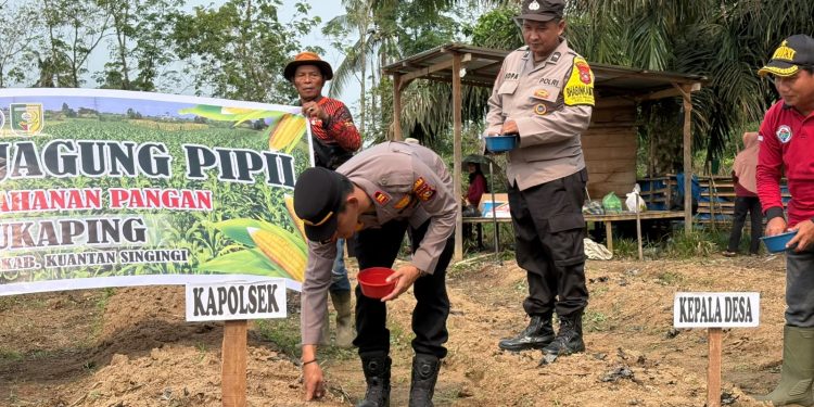 Polsek Pangean Dukung Ketahanan Pangan, Tanam Jagung Pipil di Desa Sukaping