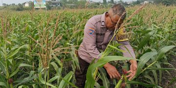 Jagung 2 Hektare di PT AIP Mulai Berbuah, Bhabinkamtibmas Turun Langsung Pantau Perkembangan, Wujud Ketahanan Pangan
