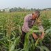 Jagung 2 Hektare di PT AIP Mulai Berbuah, Bhabinkamtibmas Turun Langsung Pantau Perkembangan, Wujud Ketahanan Pangan