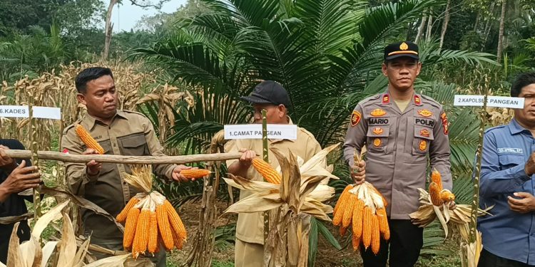 Polsek Pangean Dukung Ketahanan Pangan, Panen Raya Jagung Pipil di Desa Pulau Deras