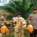 Polsek Pangean Dukung Ketahanan Pangan, Panen Raya Jagung Pipil di Desa Pulau Deras