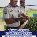 TINJAU PROGRAM KETAHANAN PANGAN KALAPAS NARKOTIKA RUMBAI LAKUKAN PENGECEKAN PERAWATAN PEMBENIHAN MELON