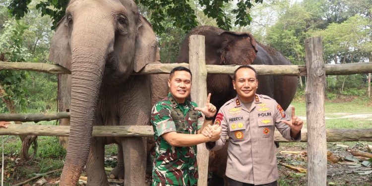 GANESHA LAHIR DI FLYING SQUAD TESSO NILO – ANAK KEENAM LISA JADI HARAPAN BARU KONSERVASI GAJAH SUMATERA