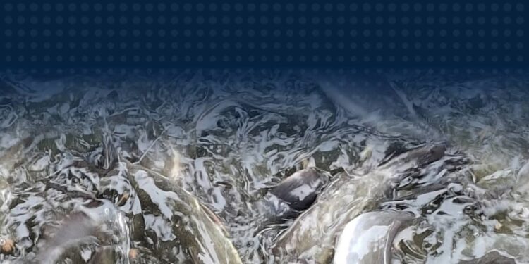 Sortir Ikan Lele, Lapas Tembilahan Optimalkan Hasil Budidaya