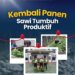 Lapas Terbuka Kelas III Rumbai Kembali Panen, Sawi Tumbuh Produktif