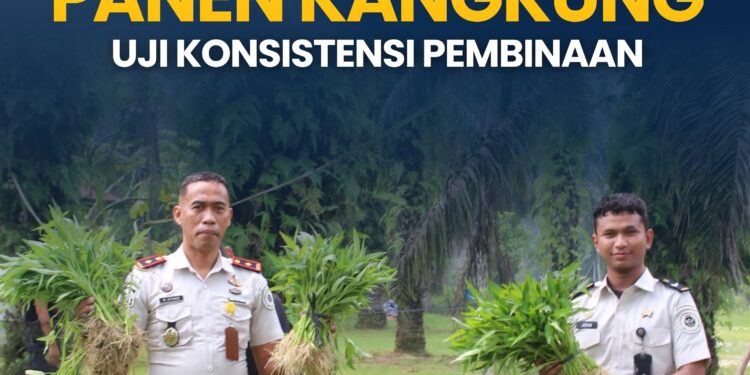 Panen Kangkung, Uji Konsistensi Pembinaan