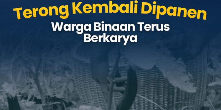 Lapas Terbuka Rumbai Terong Kembali Dipanen, Warga Binaan Terus Berkarya
