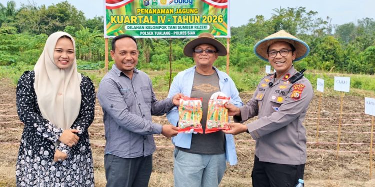 Polsek Tualang Bersama unsur Forkopimcam dan Kelompok Tani Sumber Rezeki Tanam Jagung dilahan 2 Hektare, Dukung Ketahanan Pangan Nasional