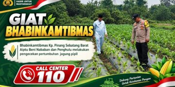 Usia 28 Hari, Jagung Pipil Kelompok Tani Tenda Biru dilahan PT. Arara Abadi Tumbuh Subur. Polsek Tualang Dukung Swasembada Pangan