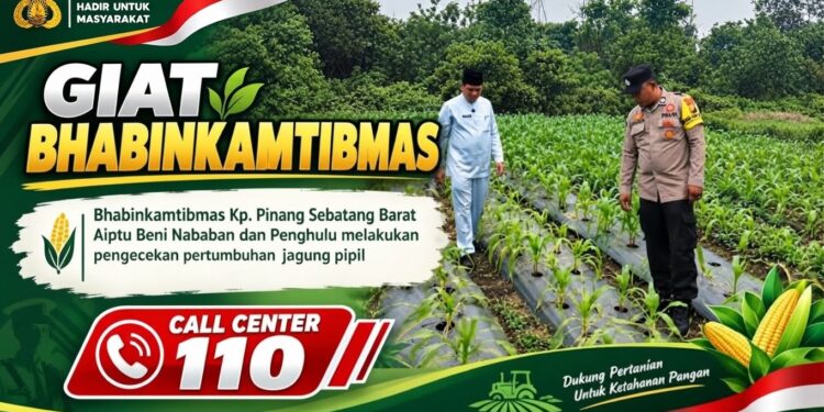 Usia 28 Hari, Jagung Pipil Kelompok Tani Tenda Biru dilahan PT. Arara Abadi Tumbuh Subur. Polsek Tualang Dukung Swasembada Pangan