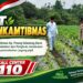 Usia 28 Hari, Jagung Pipil Kelompok Tani Tenda Biru dilahan PT. Arara Abadi Tumbuh Subur. Polsek Tualang Dukung Swasembada Pangan