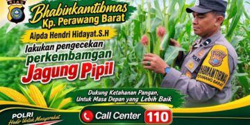 Usia 60 Hari, Jagung Pipil di Lahan Ponpes Abu Huroiroh Tumbuh Capai 170 Cm, Polsek Tualang Terus Kawal Ketahanan Pangan