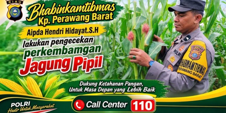 Usia 60 Hari, Jagung Pipil di Lahan Ponpes Abu Huroiroh Tumbuh Capai 170 Cm, Polsek Tualang Terus Kawal Ketahanan Pangan