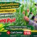 Usia 60 Hari, Jagung Pipil di Lahan Ponpes Abu Huroiroh Tumbuh Capai 170 Cm, Polsek Tualang Terus Kawal Ketahanan Pangan