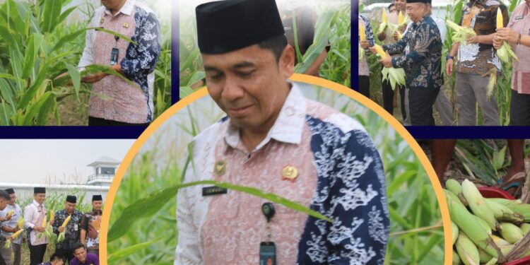 *WUJUDKAN KETAHANAN PANGAN LAPAS NARKOTIKA RUMBAI SUKSES PANEN JAGUNG HASIL PROGRAM KEMANDIRIAN WARGABINAAN*